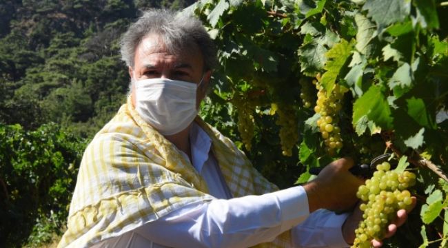 BORNOVA’DA BAĞ BOZUMU BEREKETİ