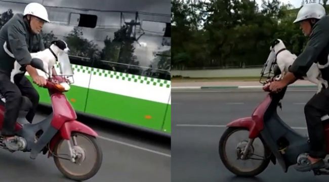 Bursa'da bir köpek motosiklet direksiyonuna geçti