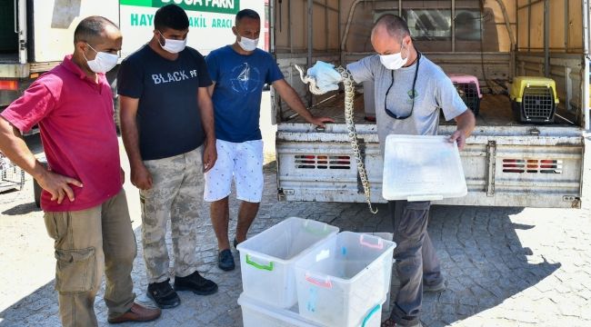 BÜYÜKŞEHİR TARSUS'A 57 YABAN HAYVANI GÖNDERDİ