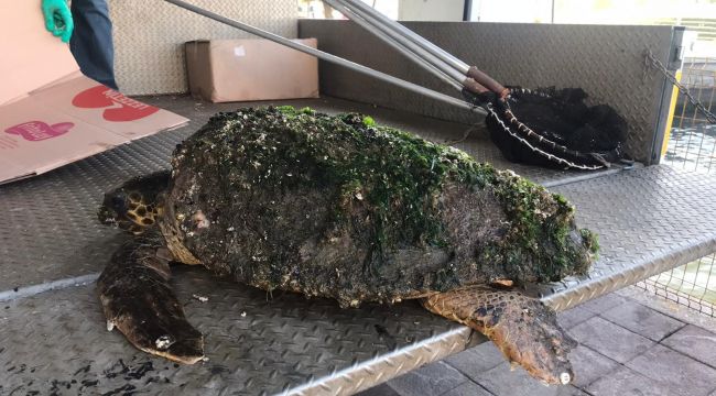CARETTA CARETTA TEDAVİ ALTINA ALINDI