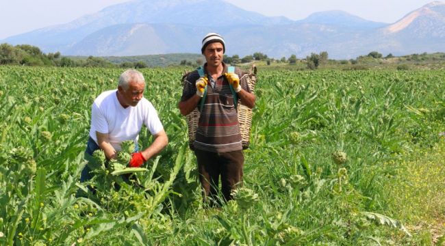 ÇEŞME ‘DE ‘TARLA’DAN SOFRAYA PROJESI’  