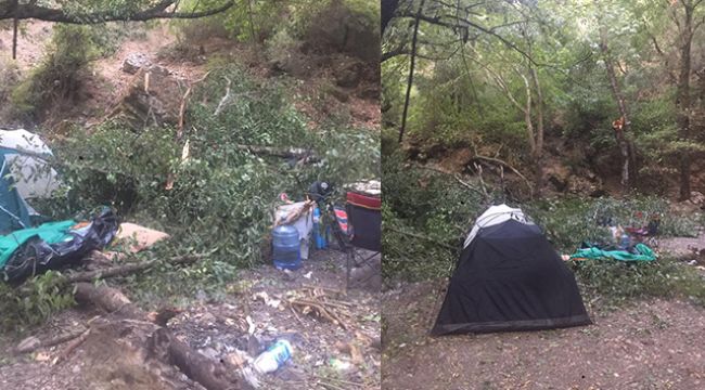 Kampçıların üzerine ağaç devrildi