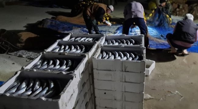 Karadeniz'de palamut bolluğu