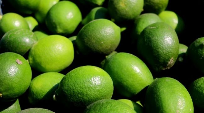 Limon hasadı başladı
