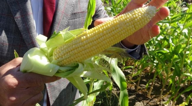 Muş'ta şeker mısır üretimine başlandı