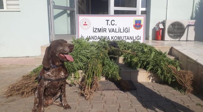 NARKOTİK KÖPEK TİMİYLE UYUŞTURUCU OPERASYONU