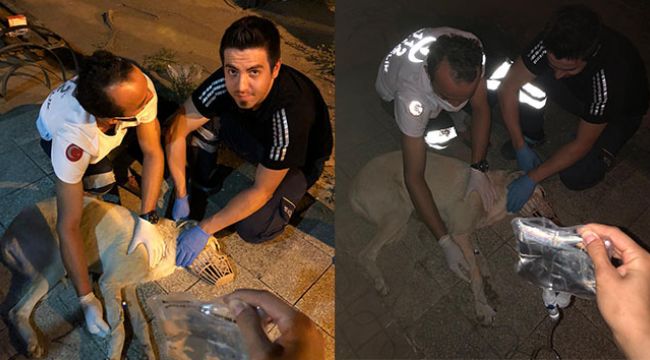 Samsun'da hasta köpek 112'ye sığındı