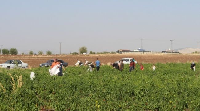 Tonlarca biberi vatandaşlara bıraktı