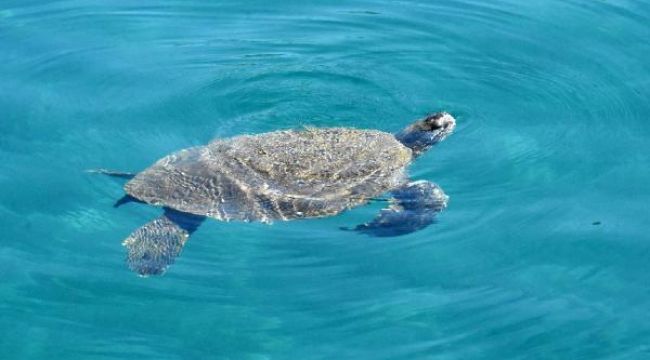 Yaralı yeşil deniz kaplumbağası 3 saatte kurtarıldı