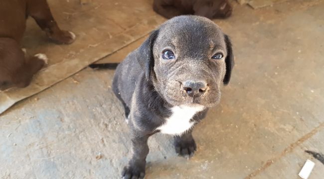 YAVRU KÖPEK KURTARILDI