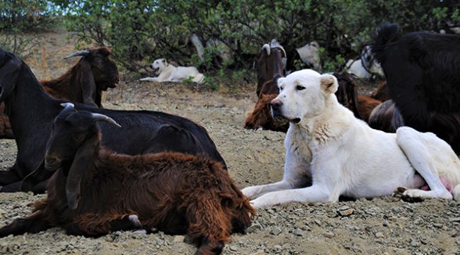 Akbaş köpekler tehlikede: Öldürülüyorlar