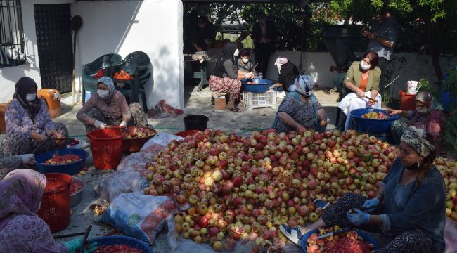 Aliağa'da nar ekşisi kazanları kaynamaya başladı