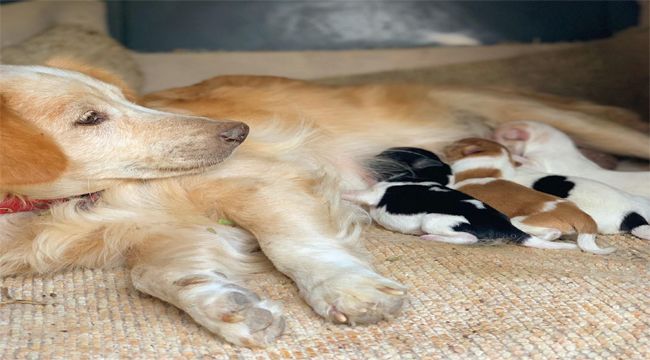 YAVRULARI ANADOLU ÇOBAN KÖPEĞİ BESLİYOR