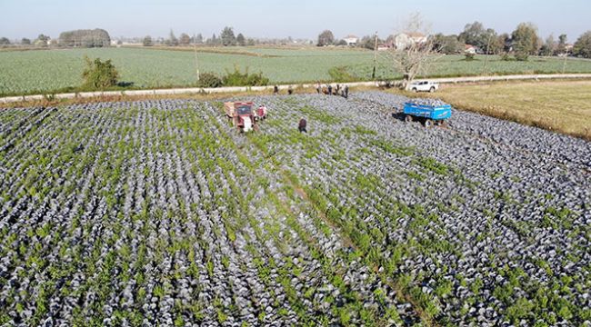 Bafra'da lahana hasadı başladı