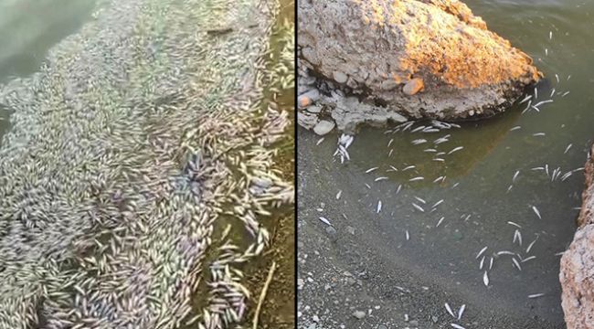 Balık ölümleri Eskişehir sınırına sıçradı