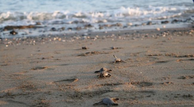 Binlerce yavru kaplumbağa denizle buluştu