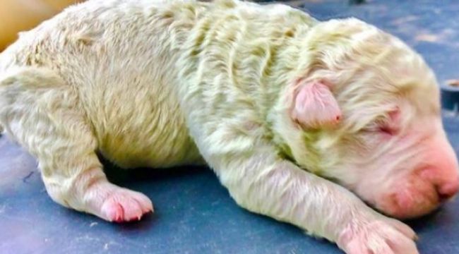 Bir köpek 5 yavrusundan birini yeşil doğurdu