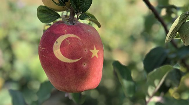 Bu ayvayı gören hayrete düşüyor