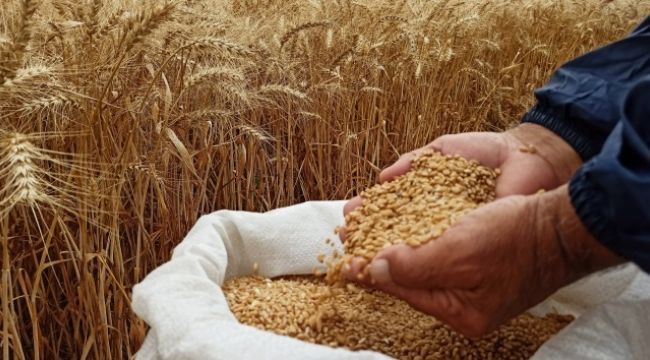 Buğdayda gümrük vergisi sıfırlandı
