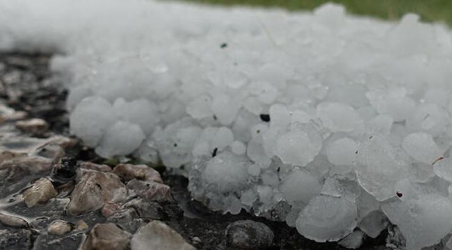 Dolu yağışı pamuk tarlalarını vurdu