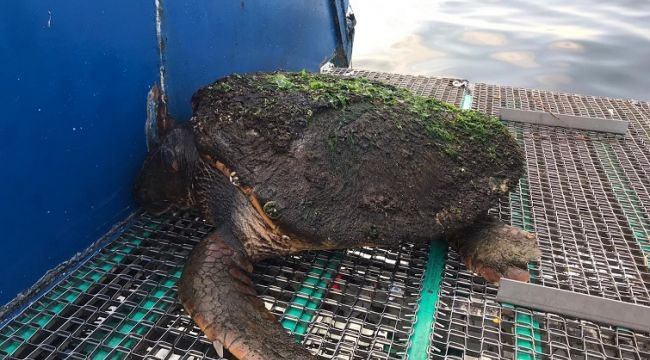 DÖRT AYDA DÖRDÜNCÜ CARETTA CARETTA