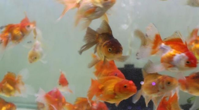 Fiyatlar yüzde 100 zamlandı