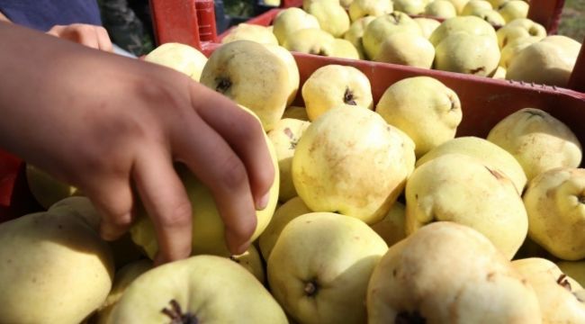 Hamilelik döneminde ayva tüketmenin faydaları