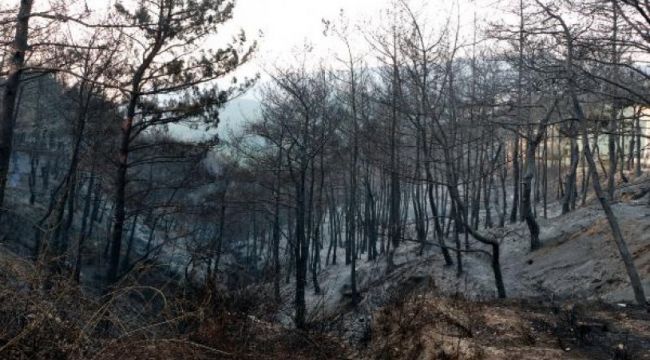 Hatay'daki orman yangınlarıyla ilgili 2 kişi tutuklandı!