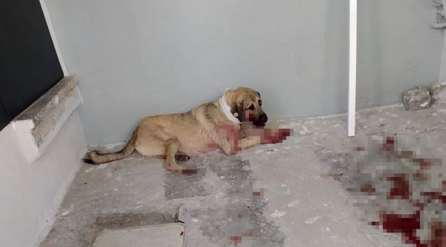 HAYVANLARI KORUMA GÜNÜNDE KÖPEĞİ VURDU
