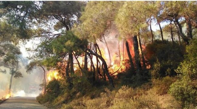 Heybeliada’daki orman yangınında önemli gelişme