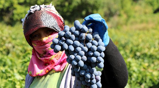 İki asırlık bağlarda üzüm hasadına devam