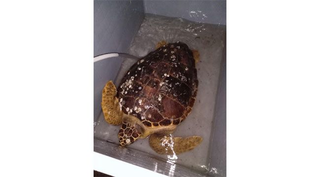 İZMİR KÖRFEZ'İNDE CARETTA CARETTA