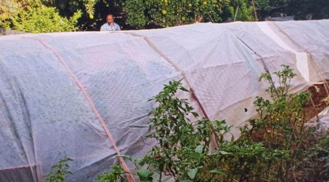 Kenevir yetiştirmek için bahçesine sera kurmuş