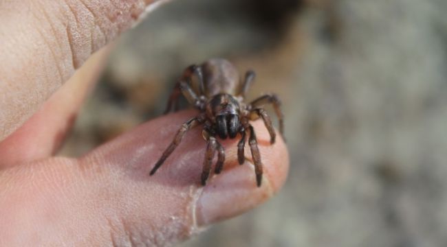 Kıbrıs'a özgü örümcek türü keşfedildi