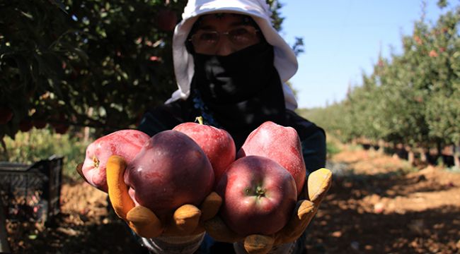 Kırmızı elma hasadı başladı