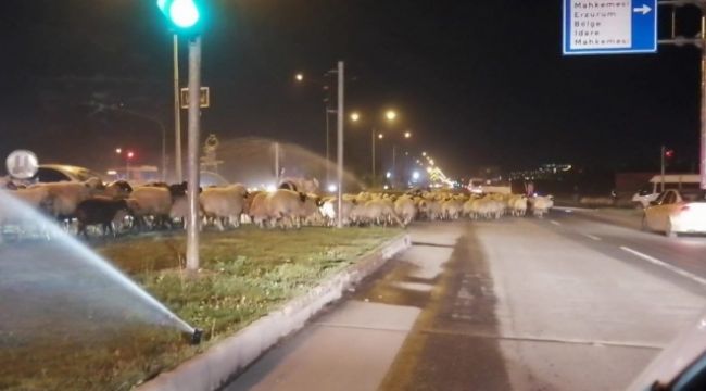 Koyun sürüsü trafiği durdurdu