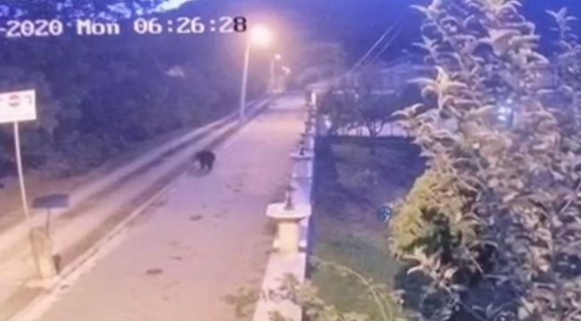 Mahalleye inen ayı panik yarattı
