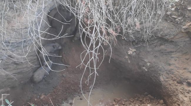 MENDERES'TE DOMUZ OPERASYONU
