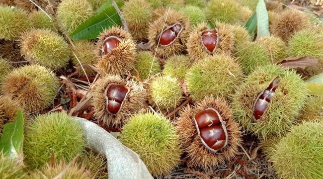 ÖDEMİŞ'TE KESTANE HASAT ZAMANI