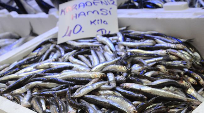 Ordu'da yerli hamsi 40 lira