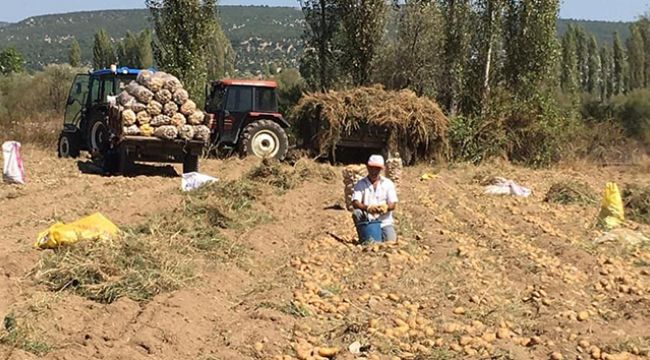 Patateste hasat başladı