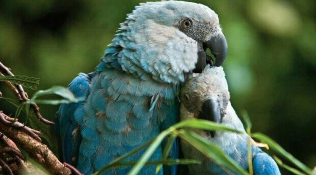 Rio filmi ile ünlenen Mavi Spix Papağanı'nın soyu tükendi