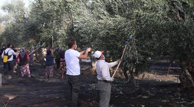 Sağlık için, güzellik için, zeytinyağı!