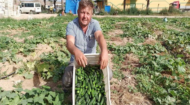 SALATALIKTA SON GÜNLER YAŞANIYOR