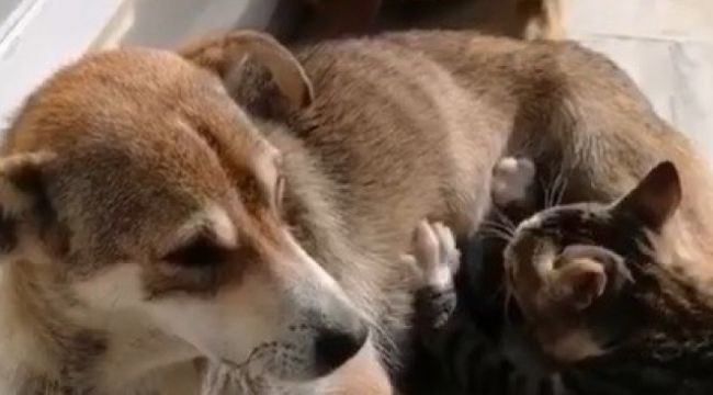 Sokak köpeğinden kediye annelik