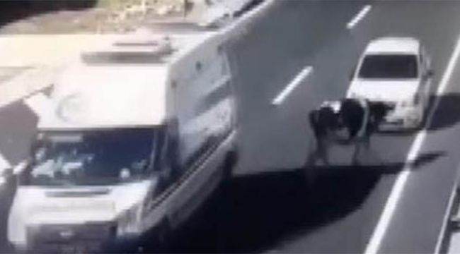 Tünel çıkışında başıboş gezen ineğe otomobil çarptı