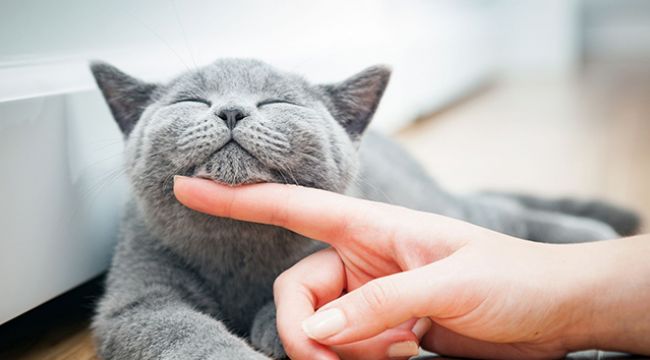 Türkiye'nin yüzde 19'u kedi sahibi