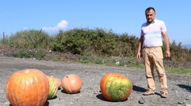 Zonguldak'ta dev kabak