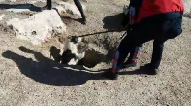 2 metrelik kuyuya düşen köpek kurtarıldı