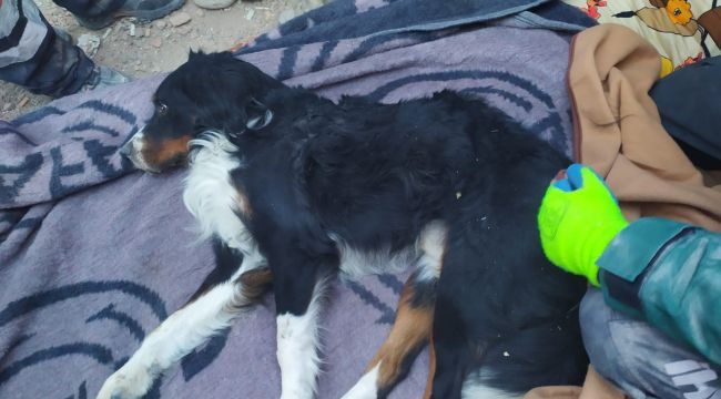 65 SAAT SONRA BİR KÖPEK SAĞ OLARAK ÇIKARTILDI